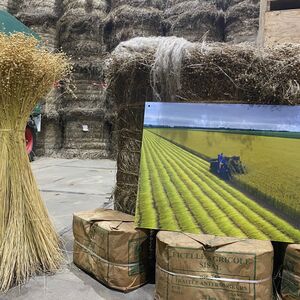 Running Business Nagele